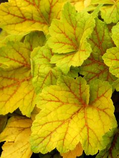 yellow and red leaves are growing on the plant's stems in this close up photo