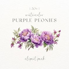 watercolor purple peonies clipart pack