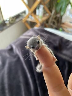 a tiny mouse sitting on top of someone's finger