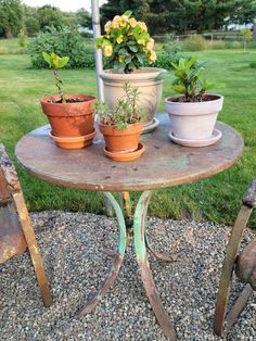 three potted plants are sitting on top of an old table in the middle of a yard