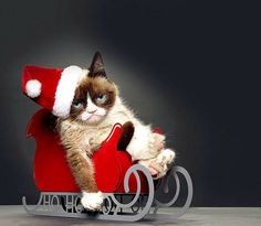 a cat sitting on top of a sleigh wearing a santa hat and gloves