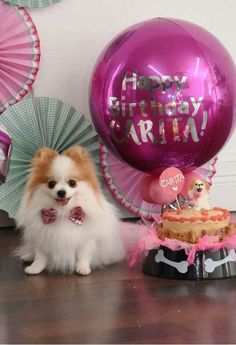 a small dog sitting next to a birthday cake