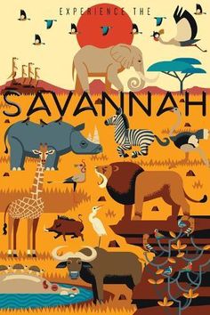 an illustrated poster with animals and birds on it's cover, says experience the savannah