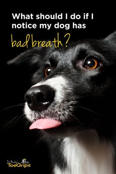 a black and white dog with its tongue out looking up at the camera text reads, what should i do if notice my dog has bad breath?