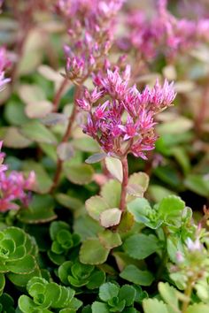 small pink flowers growing in the middle of some green leaves and plants with white tips