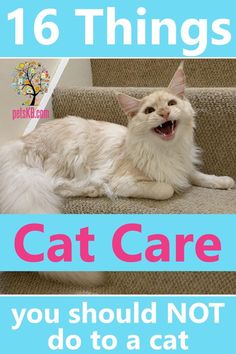 a white cat laying on top of a set of stairs with the words 16 things cat care you should not do to a cat