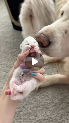 a person holding a small mouse in their hand next to a dog on the floor