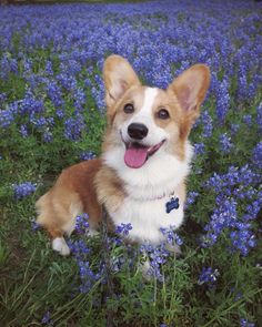 a dog sitting in the middle of a field full of bluebells with his tongue hanging out