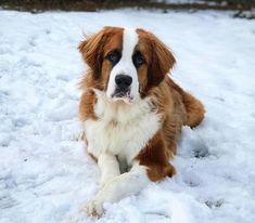 a brown and white dog laying in the snow