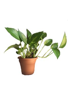 a potted plant with green leaves is shown on a white background in this image