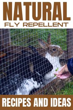 a person feeding a rabbit through a fence with the words natural fly repellent