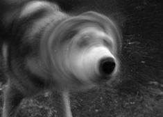 a blurry photo of a dog running in the grass