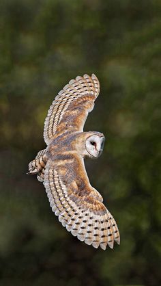 an owl flying through the air with its wings spread