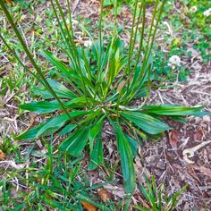 some very pretty green plants in the grass