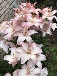 pink flowers are blooming next to a brick wall