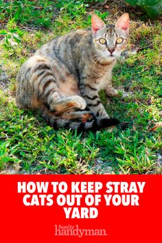 a cat sitting in the grass with text overlay that reads how to keep stray cats out of your yard