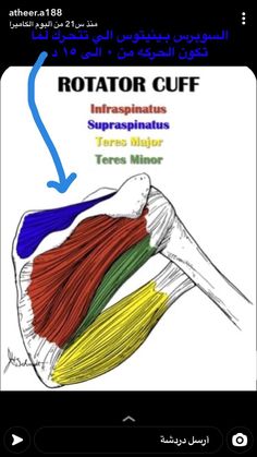 Rotator Cuff Muscles, Muscular System Anatomy, Muscle Structure, Basic Anatomy And Physiology