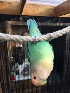 a green and yellow parakeet hanging from a rope