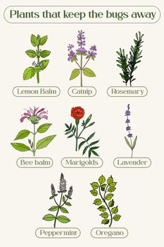 the different types of plants and their names