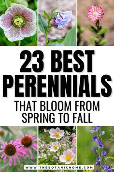 Six images of perennial flowers blooming in a flower garden. Text reads: 23 best perennials that bloom from spring to fall. All Season Perennial Garden Plan, Garden Border Planting Ideas, Cottage Perennial Garden, Small Perrenial Gardens Layout, Ontario Perennial Garden, Partial Sun Perennials Flowers Garden, Colorado Perennial Garden, Pnw Flower Gardens, Midwest Perennial Garden Design