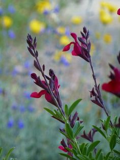 red and purple flowers are in the foreground, with other wildflowers in the background