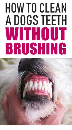 an image of a dog's teeth with the title how to clean a dogs teeth without brushing