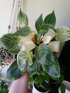 a potted plant with white and green leaves