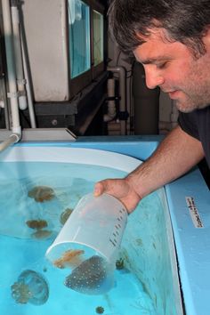 a man in black shirt pouring water into a blue tub with seaweed on it