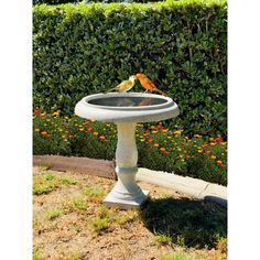 a bird bath sitting on the ground in front of a hedge