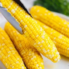 corn on the cob being cut with a knife