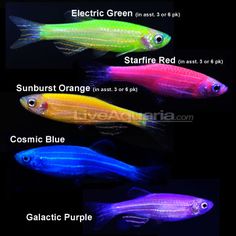 an iphone screen showing different types of fish