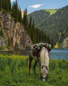 a horse grazing in the grass near a mountain lake