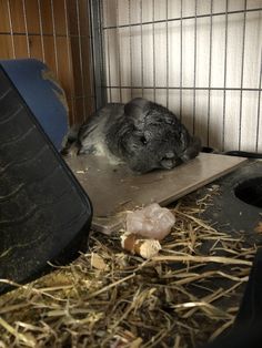 a small gray animal laying on top of a piece of paper in a cage next to hay