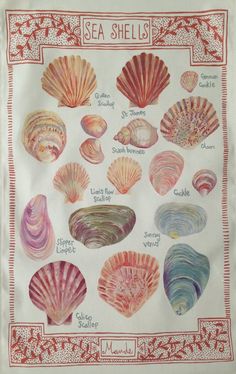 an image of seashells printed on a white cloth with red trim around the edges