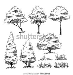 hand drawn trees and bushes on a white background stock photo - image 349784