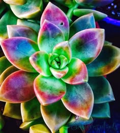 a close up view of a colorful succulent plant