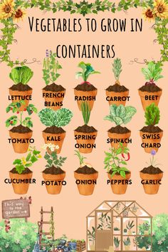 an illustrated poster showing the different types of vegetables to grow in containers and how they are grown