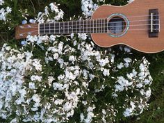 a ukulele laying on the ground next to some white flowers and green grass