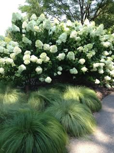 some white flowers and green grass in the middle of a sidewalk with trees behind it