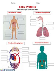 the body and organs are labeled in this worksheet for children to learn how to read