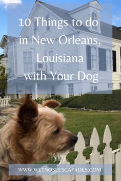 a dog looking over a fence with the words 10 things to do in new orleans, louisiana with your dog