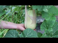 a person holding a plant in their hand with lots of green leaves around it,