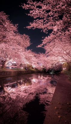 the trees are blooming and reflecting in the water