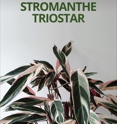 a close up of a plant with the words stromanthe triostar on it