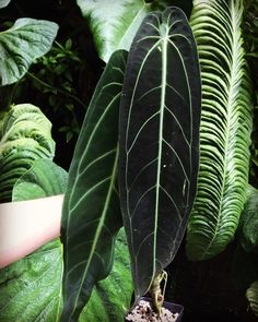 a green plant with large leaves and dirt in the foreground, surrounded by other plants