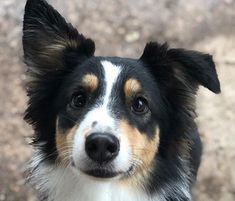 a close up of a dog looking at the camera