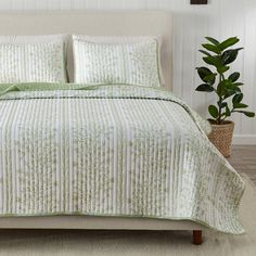 a bed with green and white bedspread in a room next to a potted plant