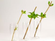 three glass vases with plants in them on a white surface, one has green leaves and the other has brown stems