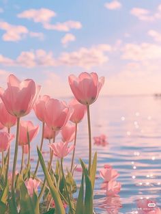 some pink flowers are growing in the water