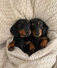 two black and brown dachshund puppies laying in a blanket on top of each other